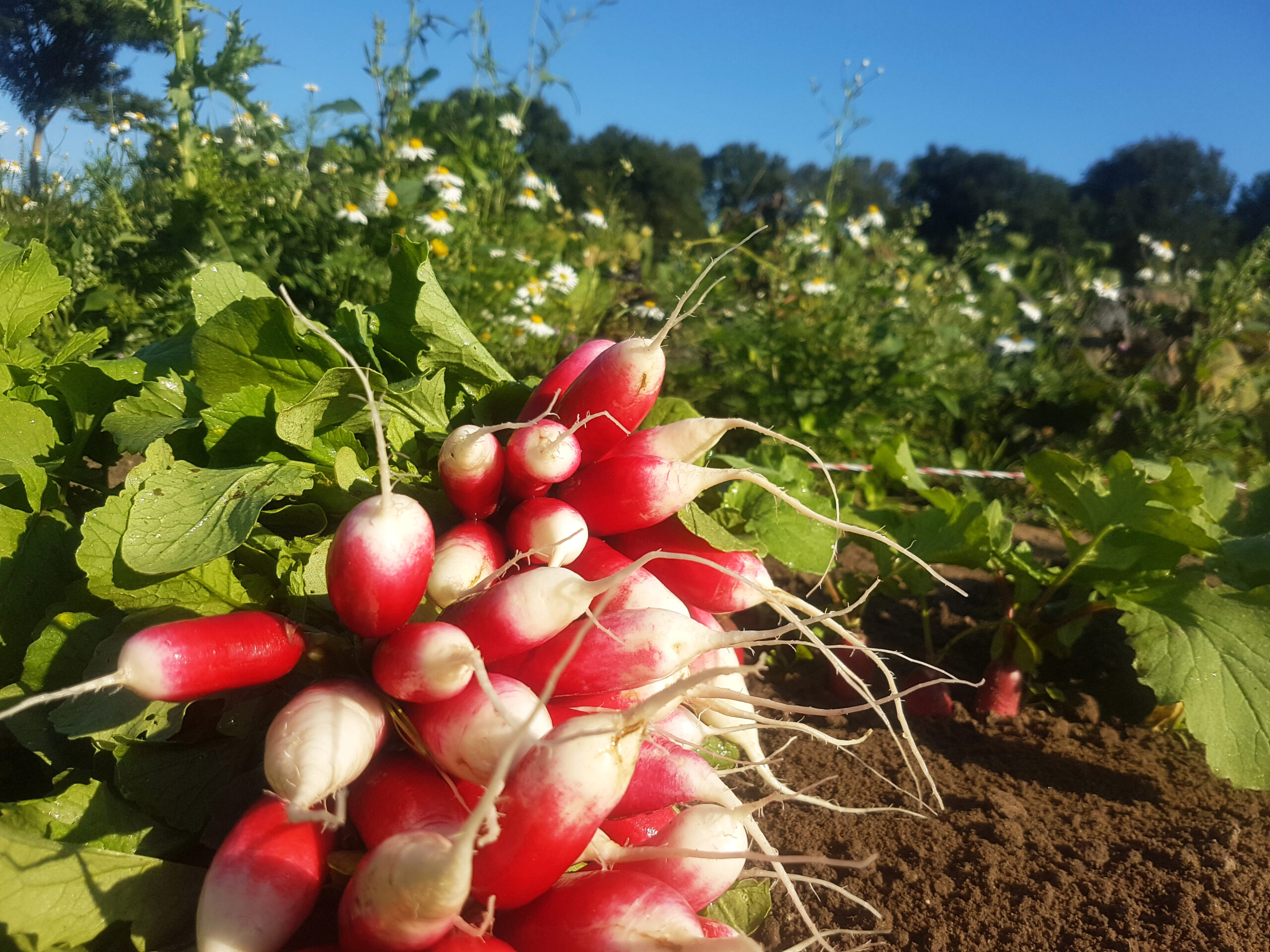 Radieschen Ernte Biohof Hümme