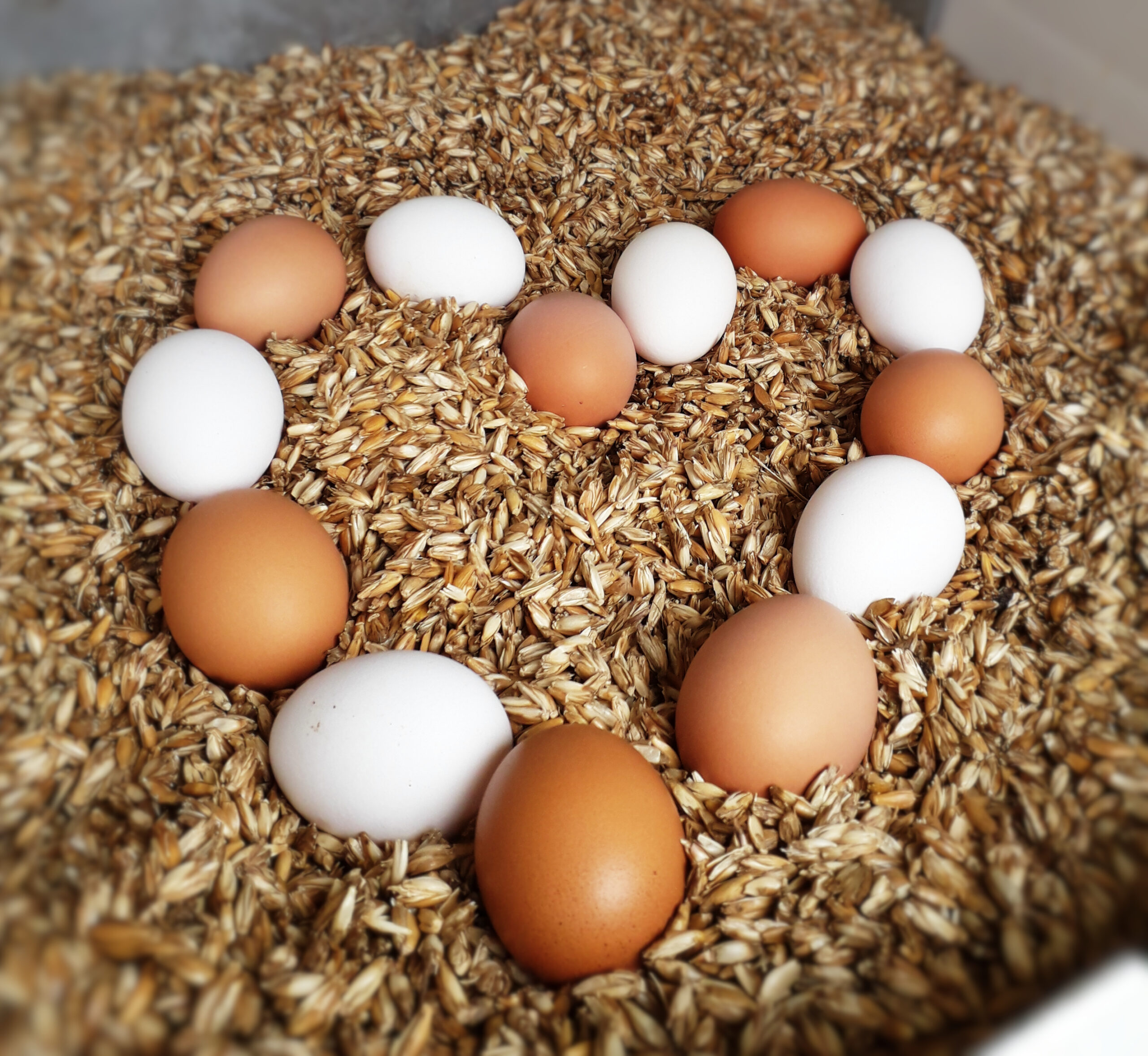 2018-10 Beck FWB (4a)